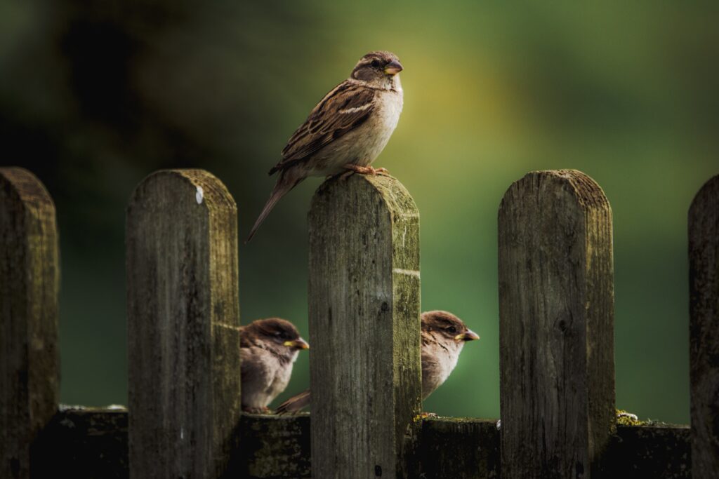 His Eye is on The Sparrow