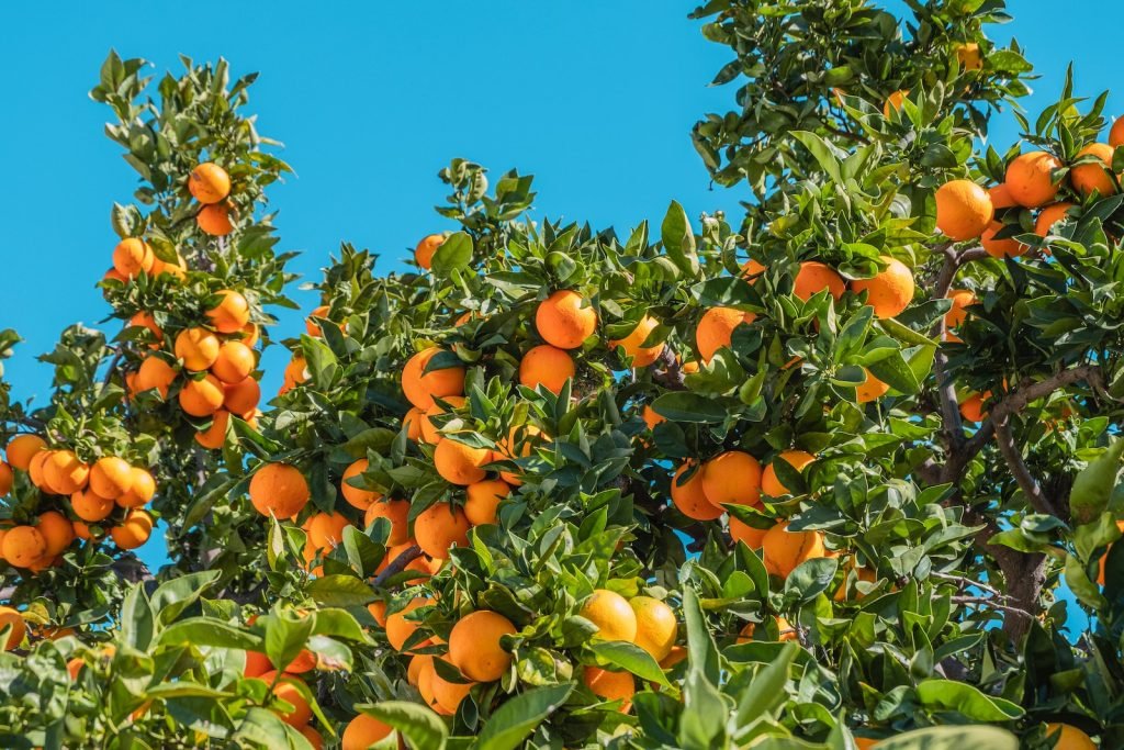 Every Tree Which Does Not Bear Good Fruit Shall Be Cut Off