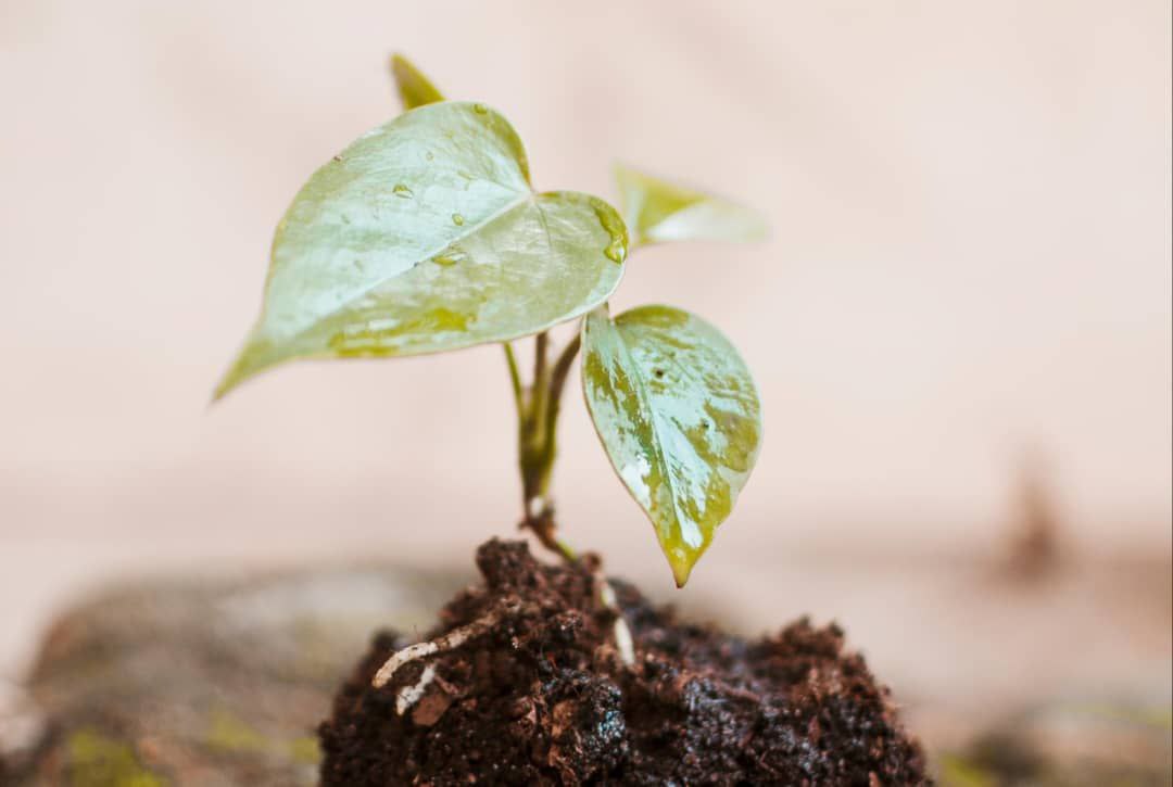 A New Thing (God's Power to Restore)